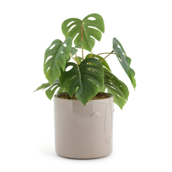 Habitat Boho Large Faux Face Plant - Cream