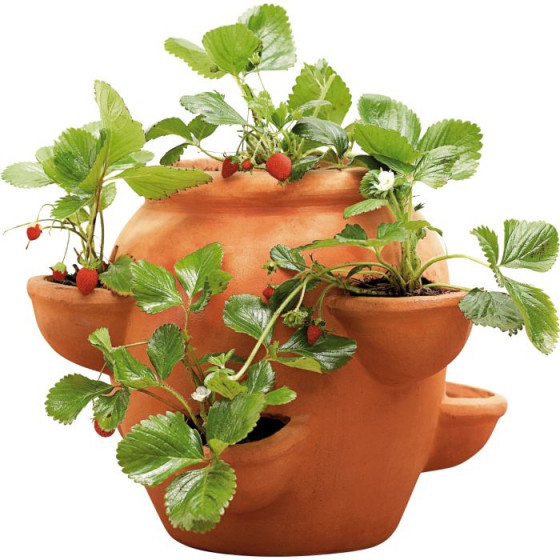 Strawberry and Herb Garden Planter